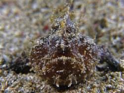 2 inch striated frogfish smiling to the camera. by Juan Torres 